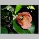 hibiscus tiliaceus-x.jpg